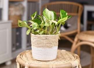Manjula Pothos Care Guide