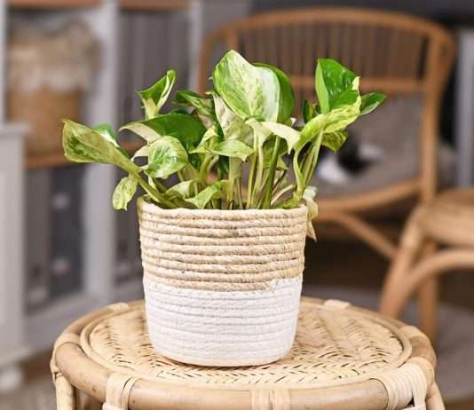 Manjula Pothos Care Guide