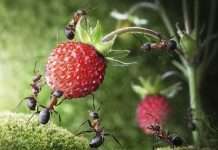 How To Keep Ants Out Of Strawberry Plants? Best Solutions For Your Fruits how to keep ants out of strawberry plants