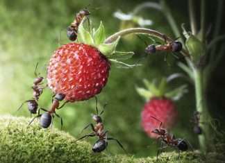 How To Keep Ants Out Of Strawberry Plants? Best Solutions For Your Fruits how to keep ants out of strawberry plants