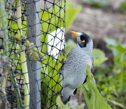 How To Keep Birds From Eating Garden Plants how to keep birds from eating garden plants