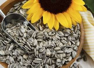 Can Sunflower Seeds Shells Be Eaten? – The Truth Revealed Can you eat the shell of sunflower seeds?