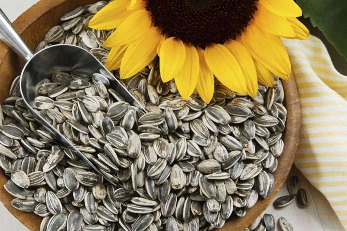 Can you eat the shell of sunflower seeds?
